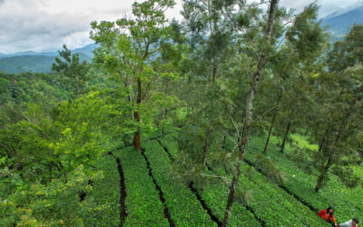 This Indeed is Heaven – Dream Catcher, Munnar