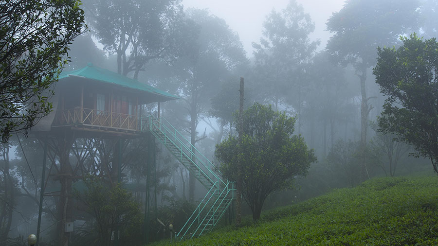 Feel The Nature At Dream Catcher Plantation Resort Munnar The Story