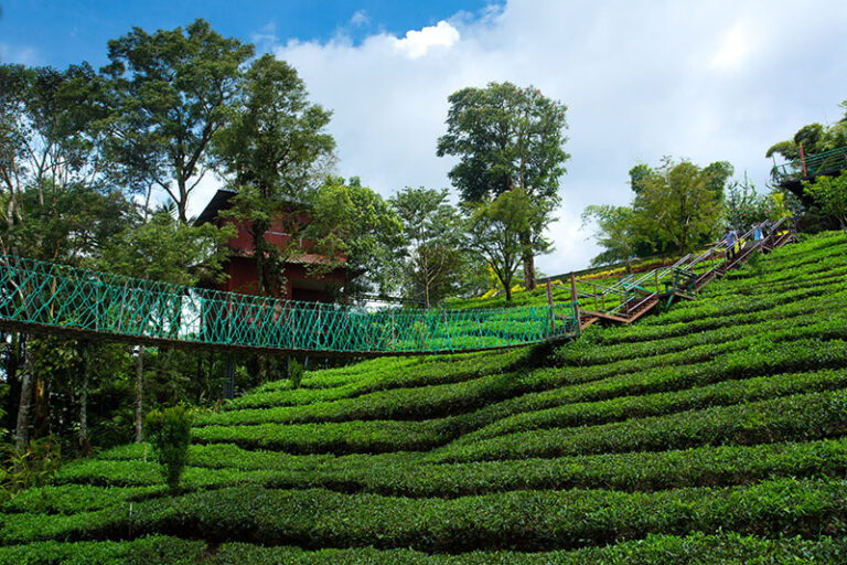 Gallery Dream Catcher Plantation Resort Munnar