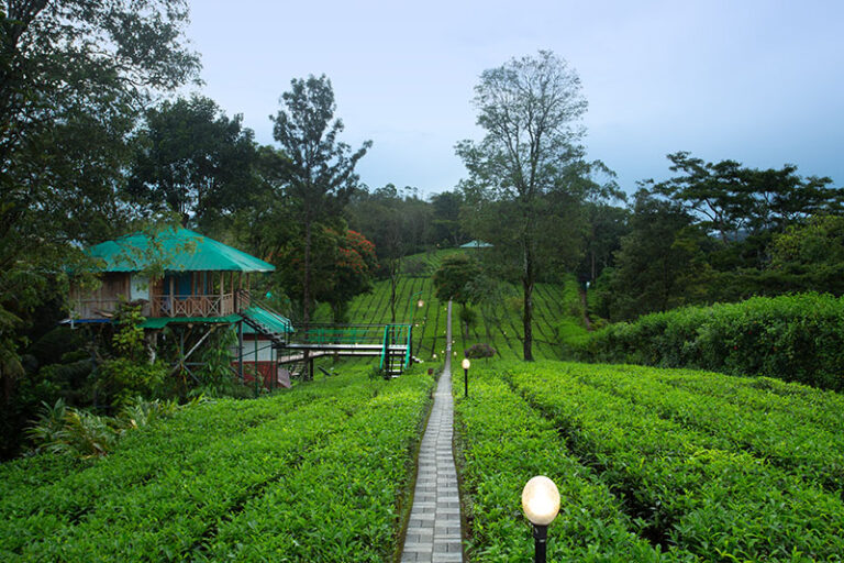 Gallery - Dream Catcher Plantation Resort - Munnar